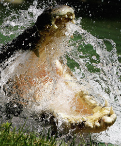 crocodile-getty