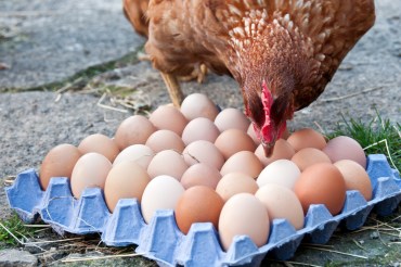 freerange-eggs