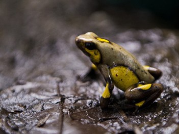 COLOMBIA-ENVIRONMENT-CONSERVATION-EARTH DAY