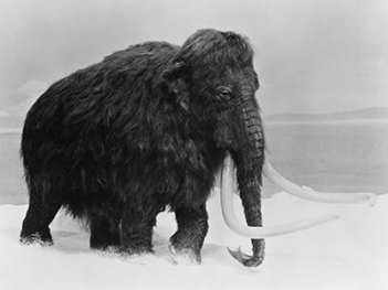 mammoth-050615-new-daily