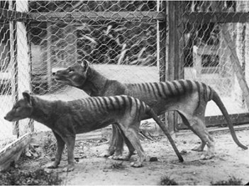 new-daily-050615-tasmanian-tiger