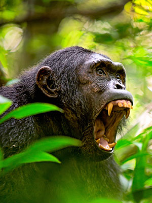 new-daily-100615-chimpanzee-angry