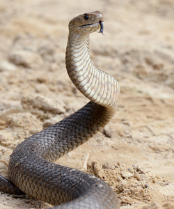 snake-getty