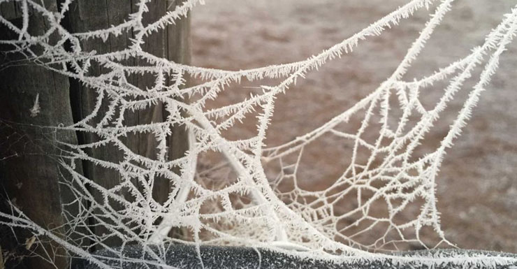Shards of ice cling to a spider web in Holt, Canberra.