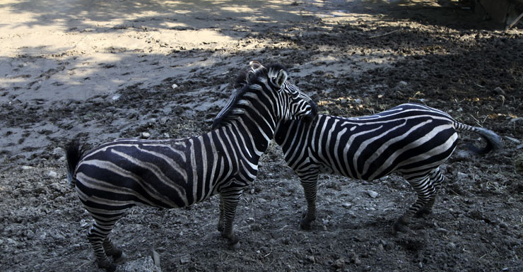 Zebras flee the flood, two-by-two.