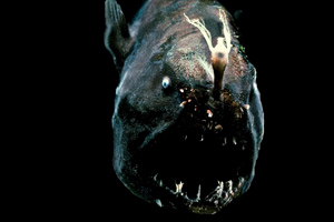 anglerfish
