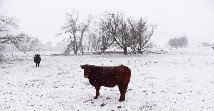Livestock also shivered through the cold conditions. 