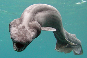 Frilled shark getty