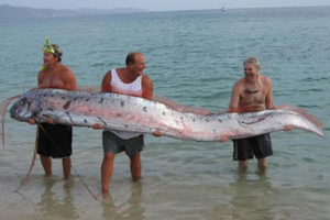 giant oarfish