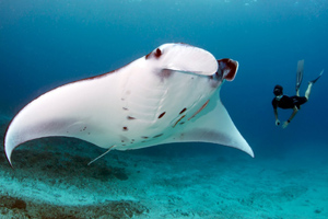 giant-oceanic-manta-ray