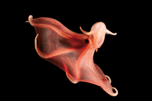 glowing-sucker-octopus