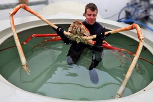 Getty spider crab