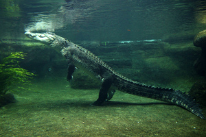 Getty saltwater crocodile