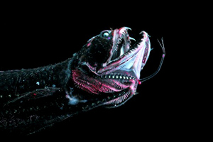 scaly-dragonfish