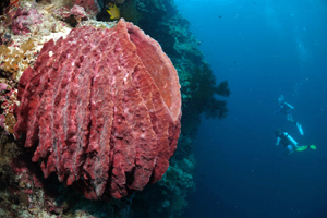 xestospongia-muta-shutterstock