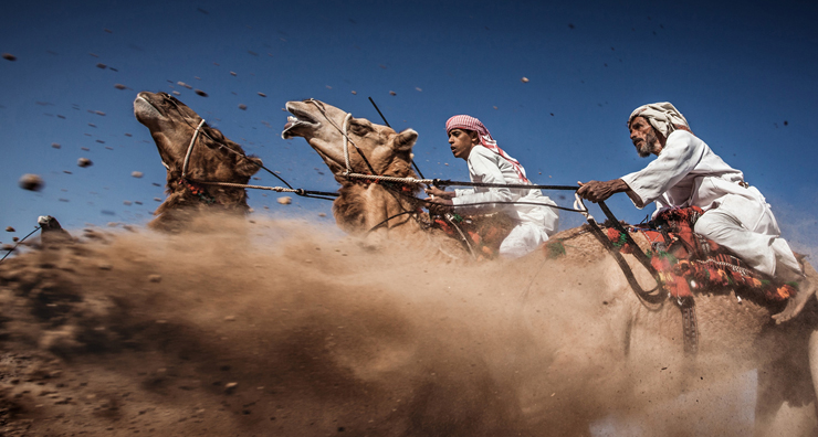 Camel Ardah: "The main purpose of Ardah is to show the beauty and strength of Arabian camels. Photo: Ahmed Al Toqi - National Geographic Traveler Photo Contest