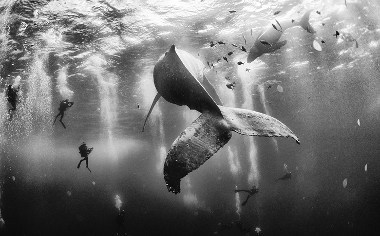 Winning image Whale Whispers. Photo: Anuar Patjane - National Geographic Traveler Photo Contest