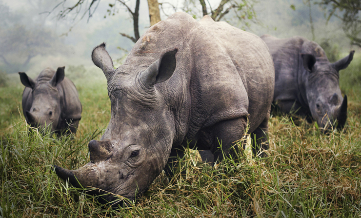 White Rhinos: "In the morning, I woke to find three rhinos grazing in front of me." Photo: Stefane Berube - National Geographic Traveler Photo Contest