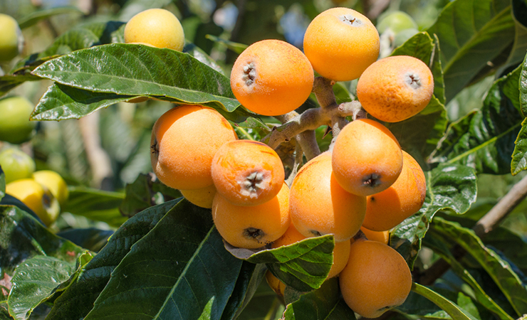 loquats
