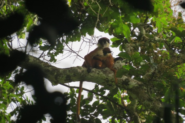 The thought extinct Red Colobus Monkey, spotted in the Congo. Photo: Lieven Devreese/Christian Science Monitor