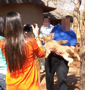 Tourists are able to interact with lion cubs in a facility in Southern Africa.