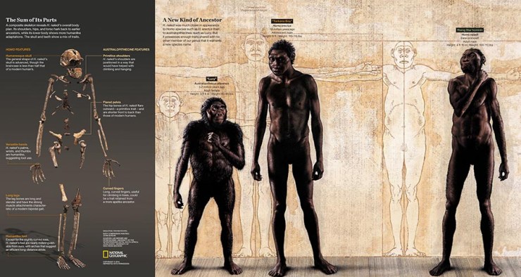 A composite skeleton of H. naledi’s overall body plan and an illustration of how it compares to Homo species such as H. erectus and australopithecines such as Lucy. The find was announced by the University of the Witwatersrand, the National Geographic Society and the South African National Research Foundation and published in the journal eLife. Skeleton: Stefan Fichtel/National Geographic Body Comparison Painting: John Gurche; Sources: Lee Berger and Peter Schmid, Wits; John Hawks, University of Wisconsin-Madison PERMITTED USE: These images may be downloaded or are otherwise provided at no charge for one-time use for media/news coverage or promotion of the National Geographic Society’s H. naledi announcement and exclusively in conjunction thereof. Copying, distribution, archiving, sublicensing sale, or resale of the images are prohibited. DEFAULT: Failure to comply with the prohibitions and requirements set forth above will obligate the individual or entity receiving these images to pay a fee determined by the National Geographic Society. Mandatory usage requirements for National Geographic magazine photos 1-10: Please note: A maximum of 5 images total may be used online A maximum of 5 images total may be used on air A maximum of 3 images total may be used in print
ONLINE: 1. Include mandatory photo credit with each image
2. Must show the October cover of National Geographic magazine somewhere in the piece if using two (2) or more images 3. Provide a prominent link to http://natgeo.org/naledi 4. Mention that the images are from "the October issue of National Geographic magazine” BROADCAST: 1. Include mandatory photo credit with each image
2. Show the October cover of National Geographic magazine at some point during the segment
3. Provide a verbal mention of "the October issue of National Geographic magazine”
PRINT:1. Include mandatory photo credit with each image2. Must show the October cover of National Geographic mag