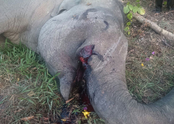 Yongki was one of less than 3,000 Sumatran elephants in the wild. Photo: AAP