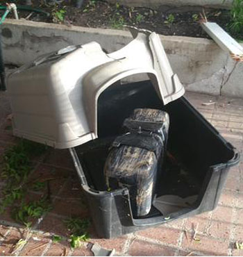 The couple found a new tenant sitting in the dog house. P<em>hoto: Twitter</em>