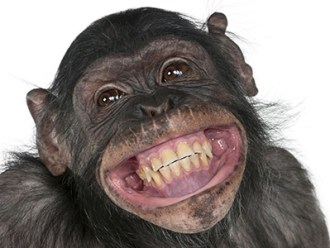 monkey-140915-newdaily