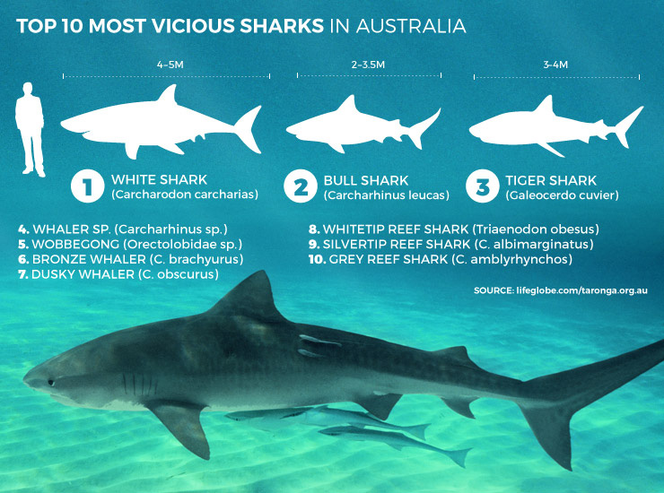 sharkvicious-250915-thenewdaily