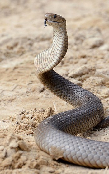 TO GO WITH Australia-animal-snakes,FEATURE by Amy Coopes This photo taken on September 25, 2012 shows a deadly Australia eastern brown snake -- which has enough venom to kill 20 adults with a single bite -- in the Sydney suburb of Terrey Hills. According to the Australia Venom Research Unit of the University of Melbourne, the country is home to 20 of the world's 25 most venomous snakes, including the entire top 10, from which a single scratch from a venom-coated tooth can be enough to paralyse the heart, diaphragm and lungs. AFP PHOTO / William WEST