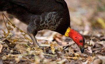 Brush turkey