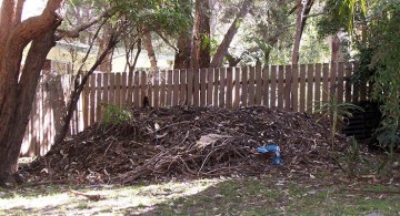 Brush turkey mound