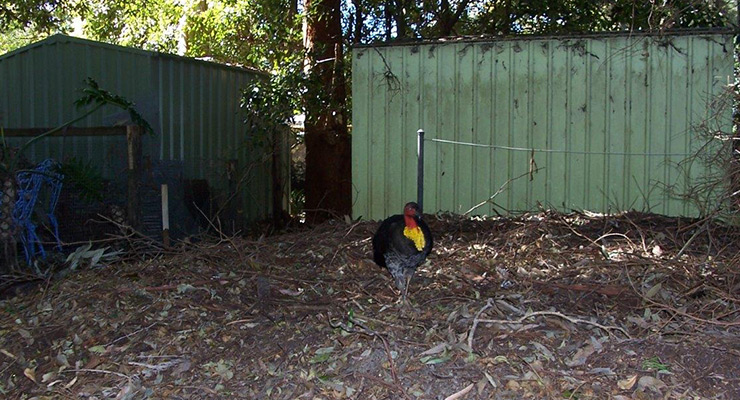 brush turkey