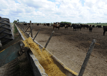 grain fed cattle