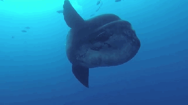 mola mola sunfish gif