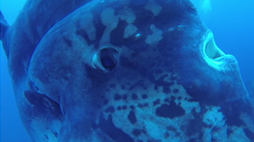 mola mola ocean sunfish youtube