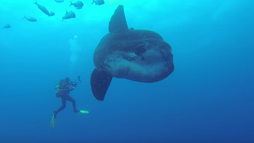 mola mola ocean sunfish youtube