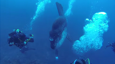 mola mola ocean sunfish youtube