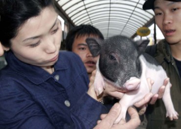 Shenzen crowds went wild for the puny porcines. Photo: Reuters
