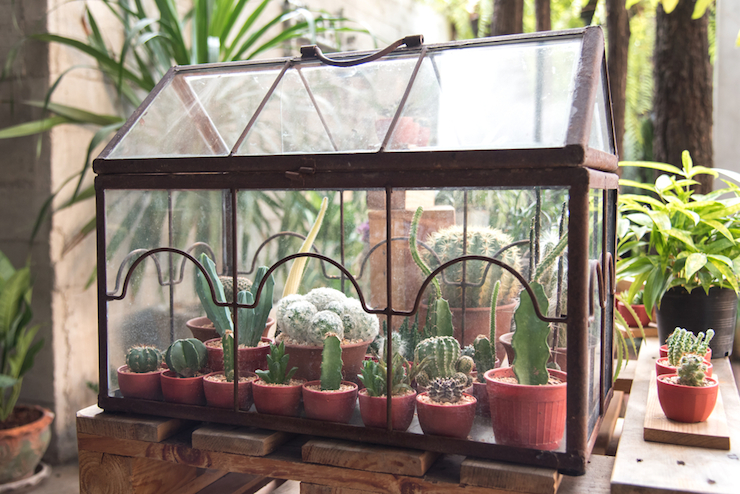 There are plenty of clever ways to show off your pot plants, like this mini conservatory.