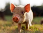 small-pig-shutterstock