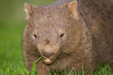 The wombat was uninjured despite its ordeal. Photo: AAP