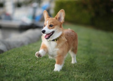 corgi