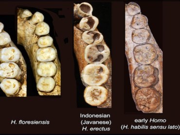The fate of the hobbit species is shrouded in mystery. Photo: Yousuke Kaifu/ABC