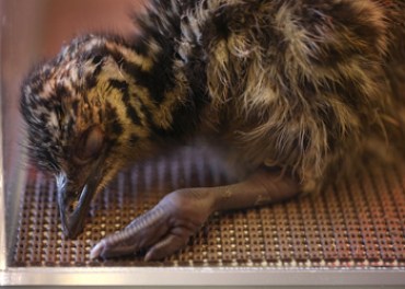 emu chick