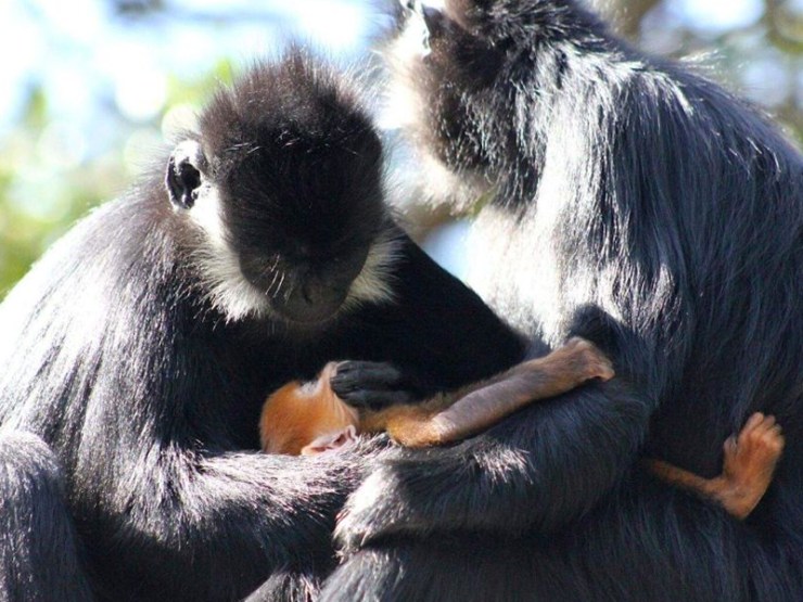 The primate will be looked after by a group of mothers. Photo: ABC 