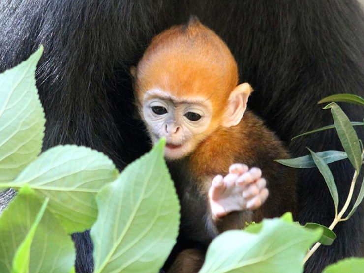 Nangua's curiosity gets the better of him. Photo: ABC 