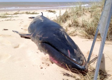 dead omura whale aap