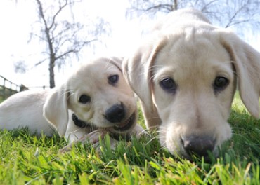 labrador puppies dogs